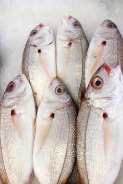 鳊魚