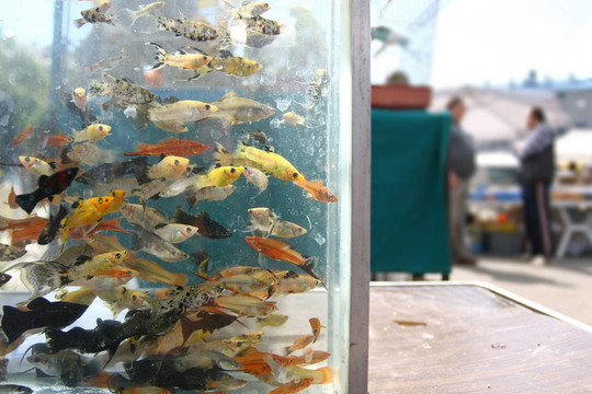 市場上的魚水族館