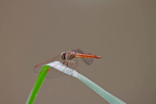 蜻蜓