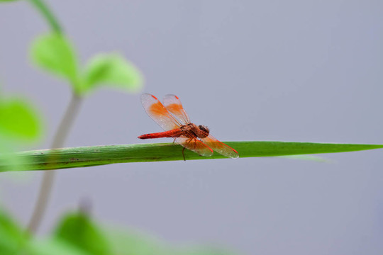 蜻蜓