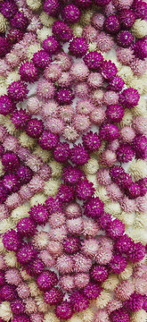 千日紅；Gomphrena haageana