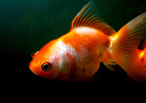 雄性金魚(yú)