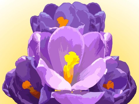 番紅花-摘要組成
