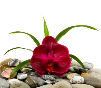 紅蘭花