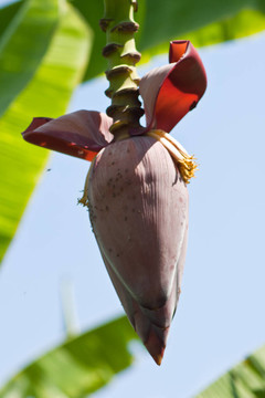香蕉花