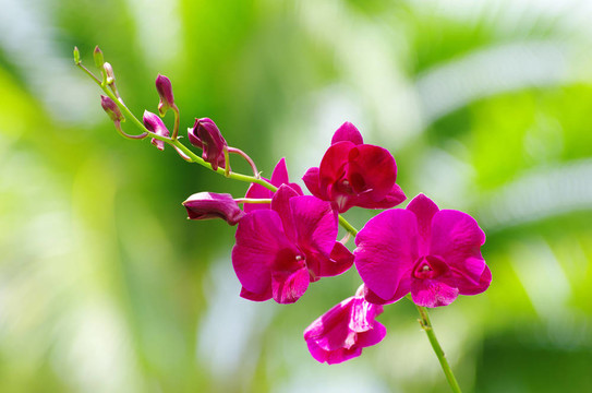 蘭花