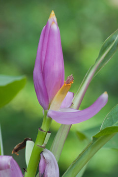 香蕉花
