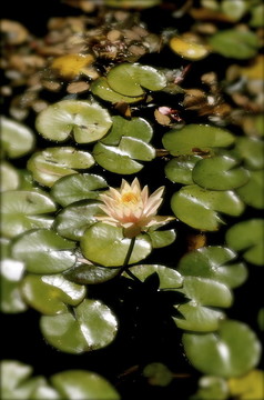 蓮花和Lily Pads