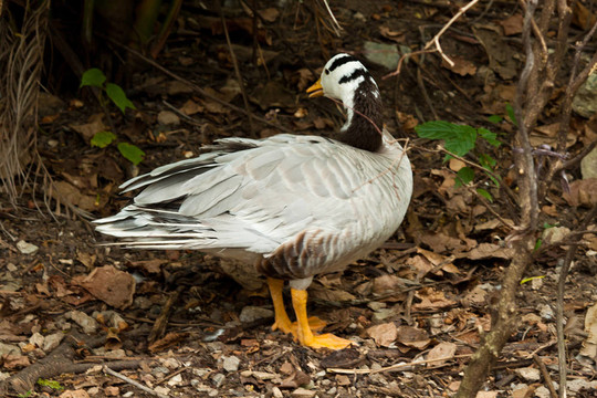 美麗的Man Duck