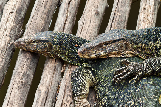 水巨蜥（Varanus salvator