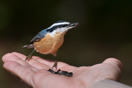 紅胸鳾吃人類的手
