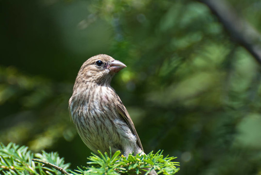 女的房子雀鳥棲息在樹上
