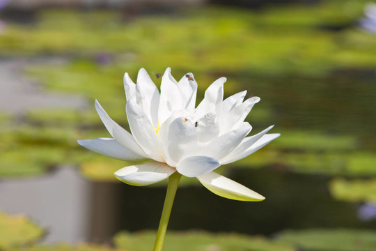 美麗的蓮花和水