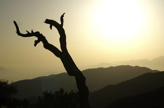 約書亞樹夕陽的剪影