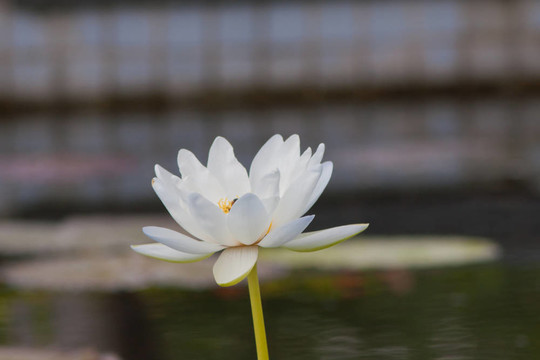 美麗的蓮花和水