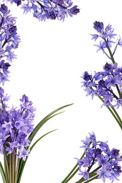 藍(lán)鈴花邊框