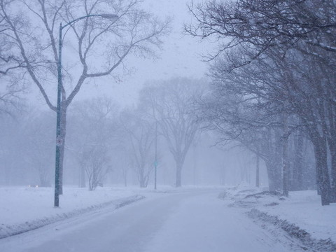 在暴風(fēng)雪中的樹