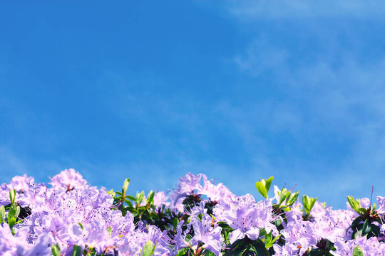 紫色的花，藍(lán)色的天空背景