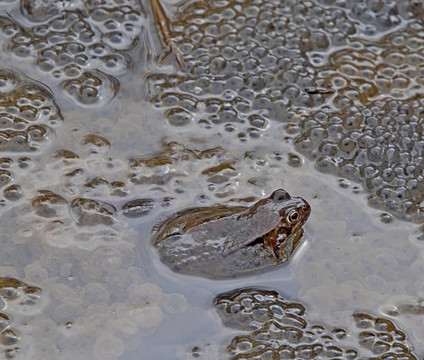 欧洲常见的青蛙产卵