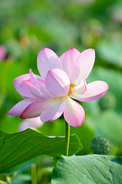 神圣的蓮花活化石（特寫(xiě)）
