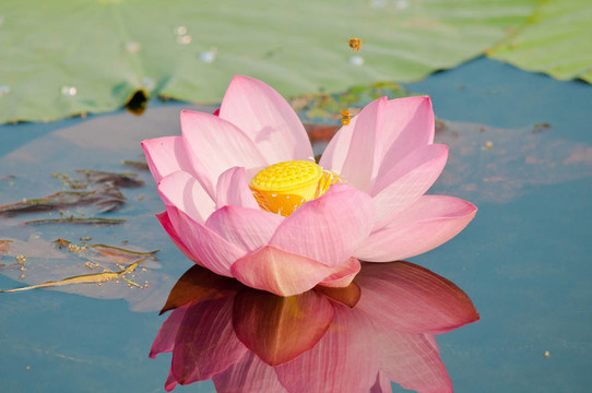 神圣的蓮花活化石（特寫(xiě)）