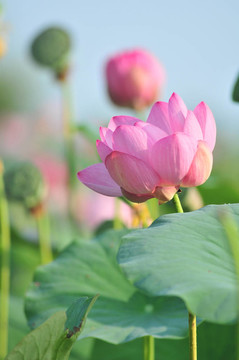 神圣的蓮花活化石（特寫）