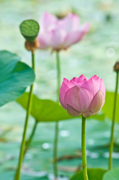 神圣的蓮花活化石（特寫(xiě)）