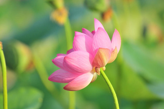 神圣的蓮花活化石（特寫）