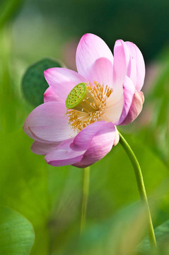 神圣的蓮花活化石（特寫(xiě)）
