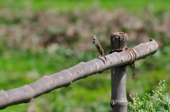 鳥；藍(lán)點(diǎn)頦perched_bamboo_green背景