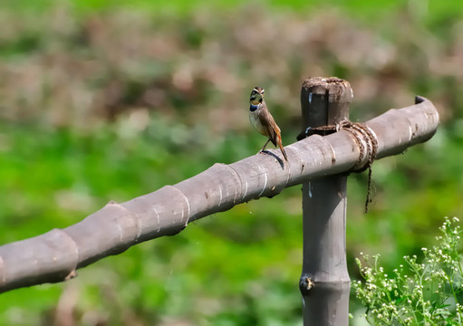 鳥；藍(lán)點(diǎn)頦perched_bamboo_green背景
