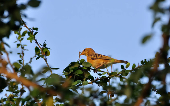 鳥；Baya Weaver Bird；_perched_tree_green葉