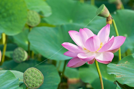 神圣的蓮花活化石（特寫(xiě)）