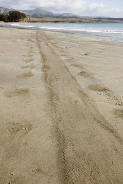 步道從象海豹在海岸沙灘