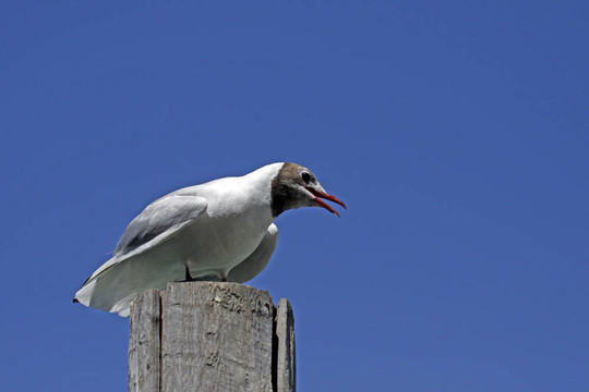 紅嘴鷗；Larus ridibundus