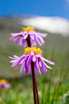 高山紫菀
