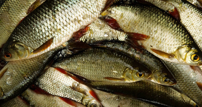 很多魚(yú)