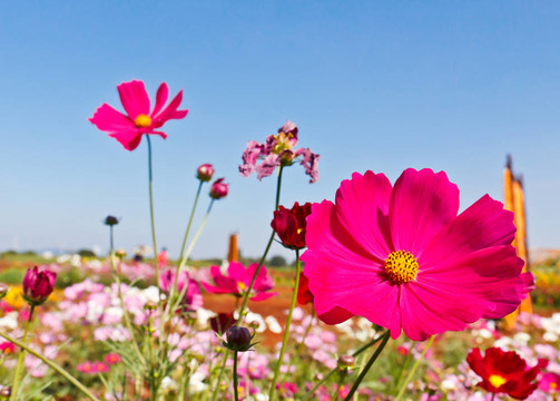 大波斯菊