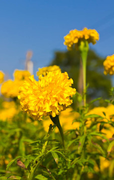 萬壽菊