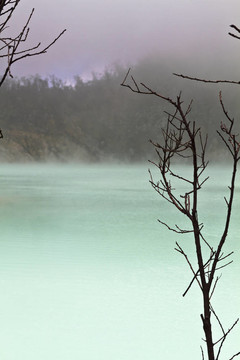 樹枝和霧湖