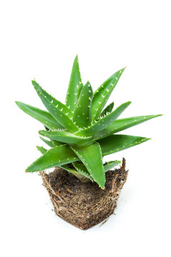 Aloe vera分離