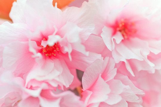 靠近盛開(kāi)的櫻花
