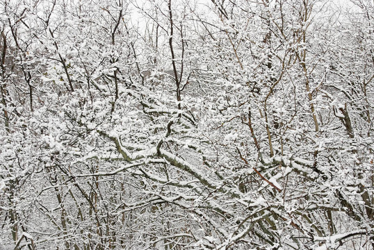 冬天的白雪覆蓋的樹枝對比背景