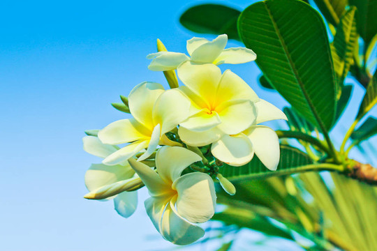 雞蛋花