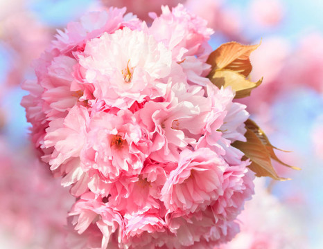 靠近盛開(kāi)的櫻花