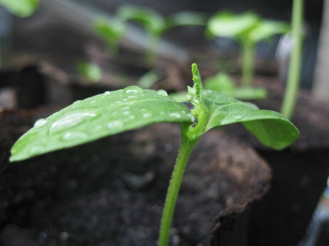泥炭中玻璃的新綠色植物生長(zhǎng)