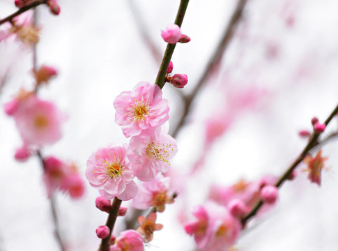 梅花
