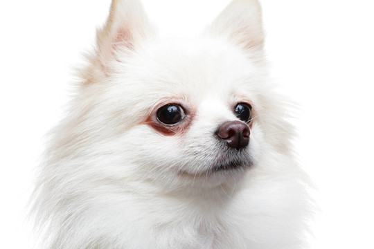 博美犬