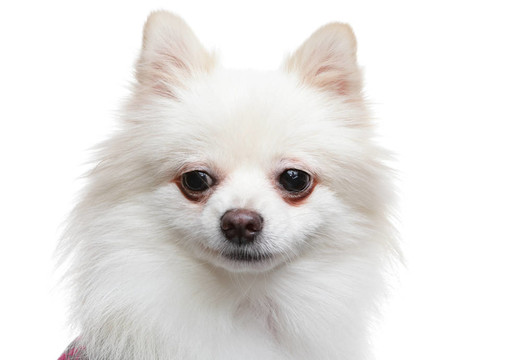 白博美犬