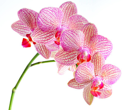 蘭花